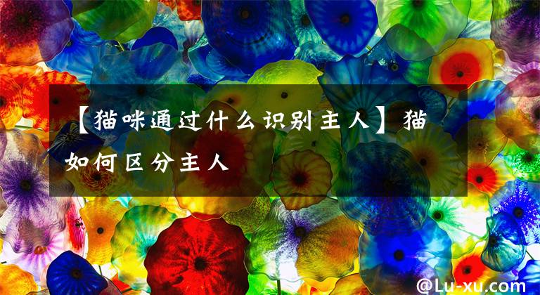 【猫咪通过什么识别主人】猫如何区分主人文章配图
