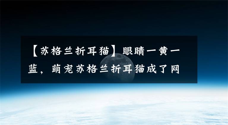 【苏格兰折耳猫】眼睛一黄一蓝，萌宠苏格兰折耳猫成了网红，原来是个没人要的弃儿