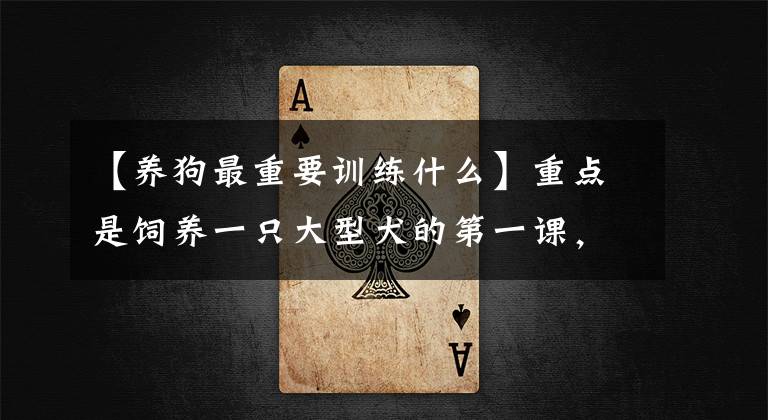 【养狗最重要训练什么】重点是饲养一只大型犬的第一课，给与训练的时间和方法，召唤训练文章配图