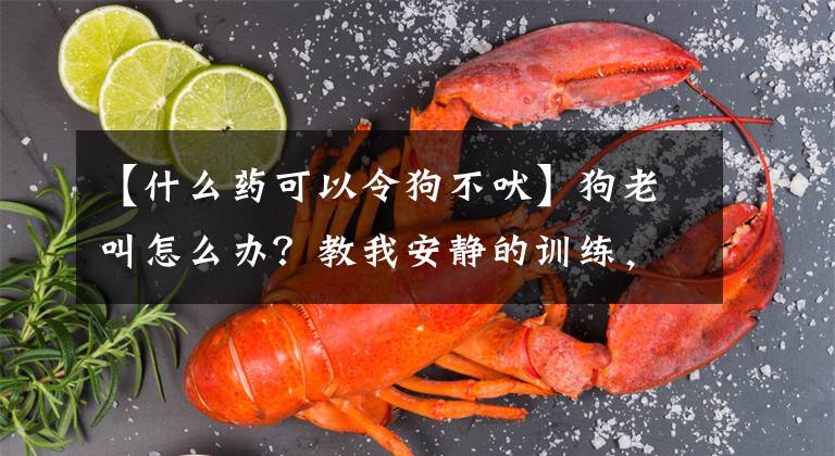 【什么药可以令狗不吠】狗老叫怎么办？教我安静的训练，就能有效地解决这个问题文章配图