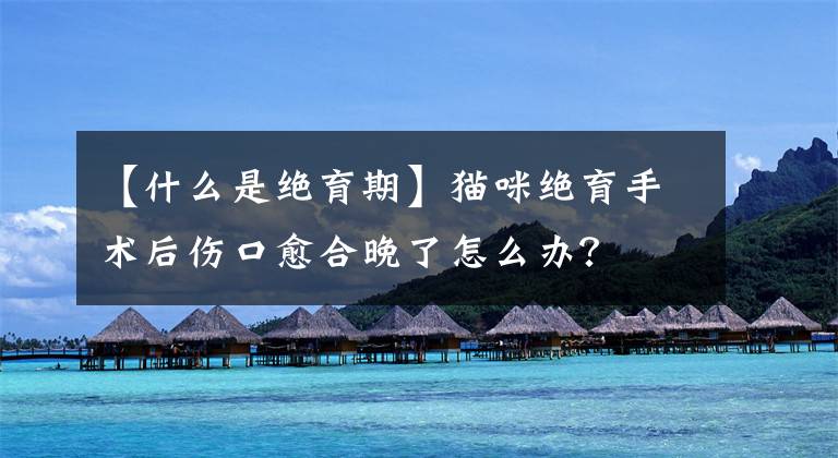 【什么是绝育期】猫咪绝育手术后伤口愈合晚了怎么办？文章配图