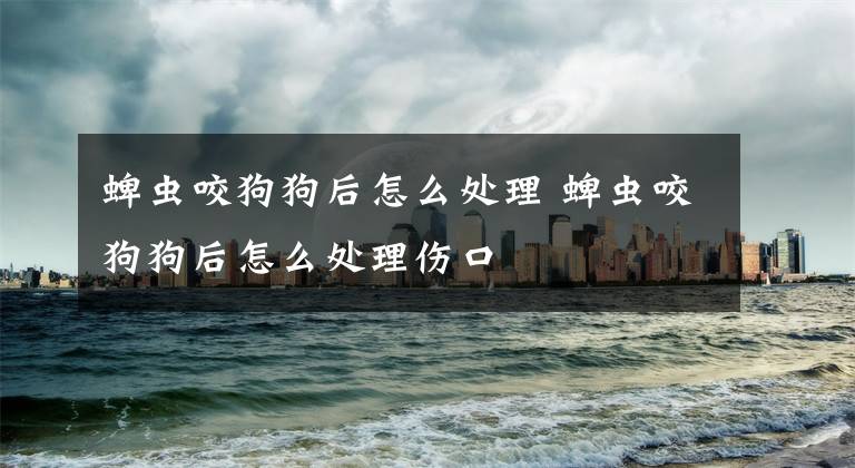 蜱虫咬狗狗后怎么处理 蜱虫咬狗狗后怎么处理伤口文章配图