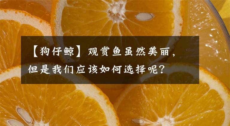 【狗仔鲸】观赏鱼虽然美丽，但是我们应该如何选择呢？