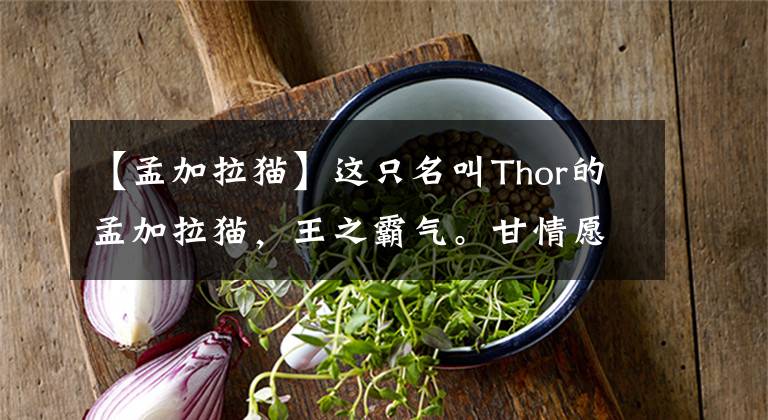 【孟加拉猫】这只名叫Thor的孟加拉猫，王之霸气。甘情愿想为它铲屎