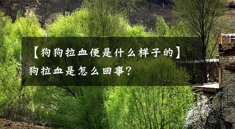 【狗狗拉血便是什么样子的】狗拉血是怎么回事？文章配图
