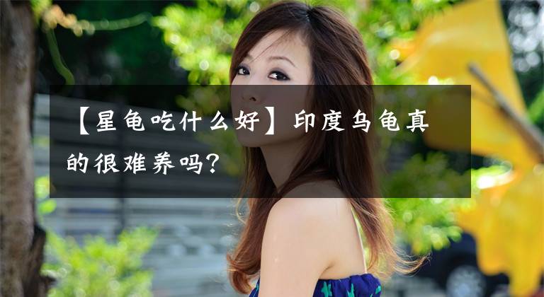 【星龟吃什么好】印度乌龟真的很难养吗？文章配图
