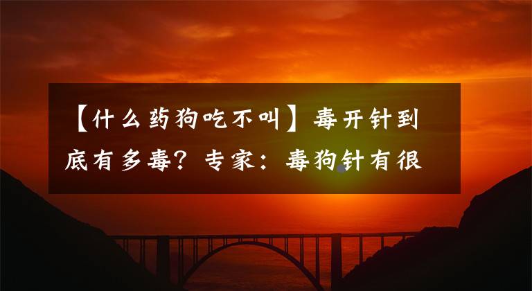 【什么药狗吃不叫】毒开针到底有多毒？专家：毒狗针有很多种，千万不要吃被毒死的狗。文章配图