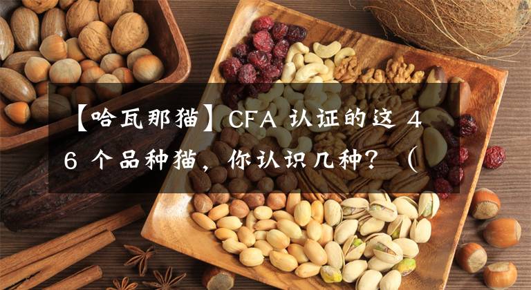 【哈瓦那猫】CFA 认证的这 46 个品种猫，你认识几种？（考察期3品种）