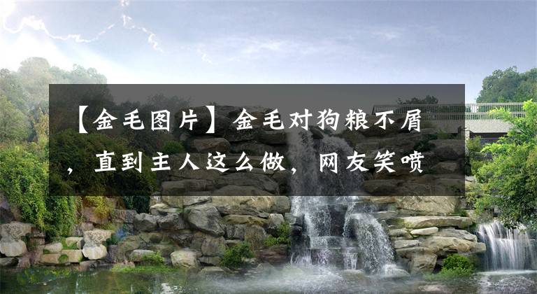 【金毛图片】金毛对狗粮不屑，直到主人这么做，网友笑喷：原来你是这样的金毛文章配图