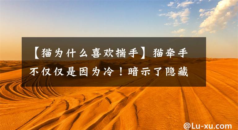 【猫为什么喜欢揣手】猫牵手不仅仅是因为冷！暗示了隐藏的性格文章配图