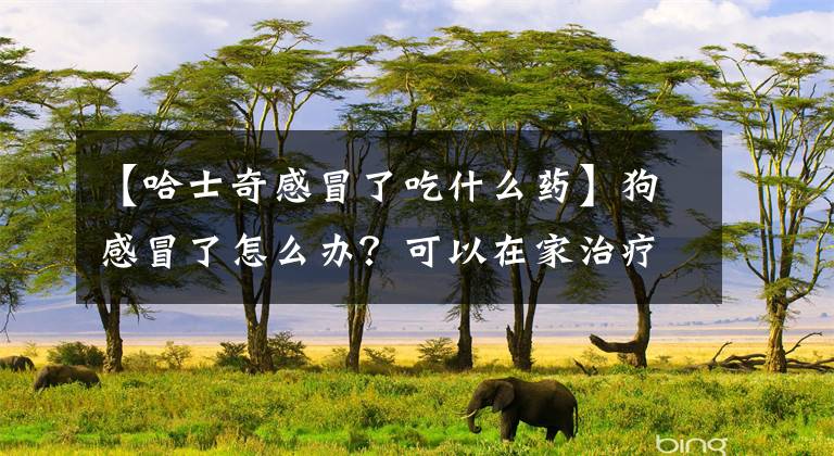 【哈士奇感冒了吃什么药】狗感冒了怎么办？可以在家治疗。文章配图