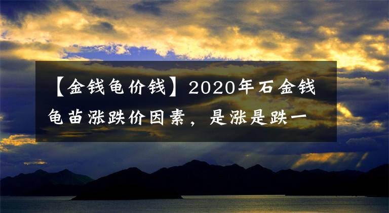 【金钱龟价钱】2020年石金钱龟苗涨跌价因素，是涨是跌一看便知道！