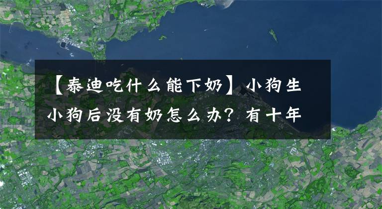 【泰迪吃什么能下奶】小狗生小狗后没有奶怎么办？有十年养狗经验的美女教你！文章配图