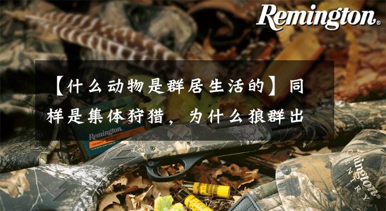 【什么动物是群居生活的】同样是集体狩猎，为什么狼群出名？因为狮子有很多“塑造形状”文章配图