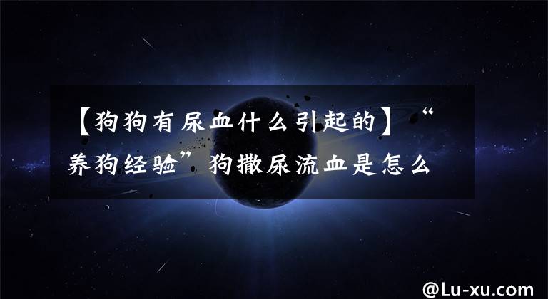 【狗狗有尿血什么引起的】“养狗经验”狗撒尿流血是怎么回事？犬尿血的三大原因文章配图