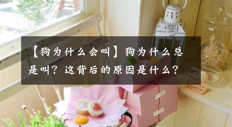 【狗为什么会叫】狗为什么总是叫？这背后的原因是什么？