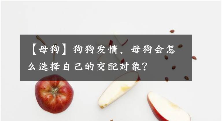 【母狗】狗狗发情，母狗会怎么选择自己的交配对象？