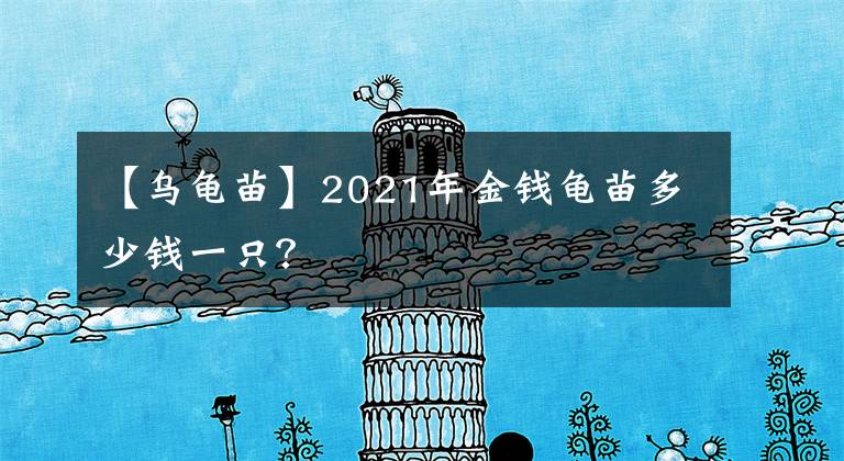 【乌龟苗】2021年金钱龟苗多少钱一只？