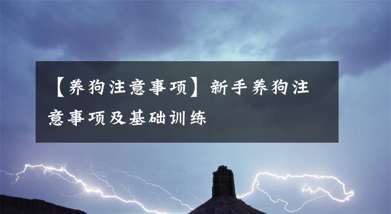 【养狗注意事项】新手养狗注意事项及基础训练