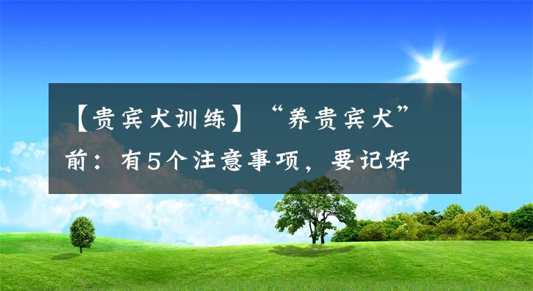 【贵宾犬训练】“养贵宾犬”前：有5个注意事项，要记好