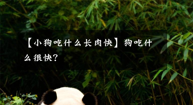 【小狗吃什么长肉快】狗吃什么很快？