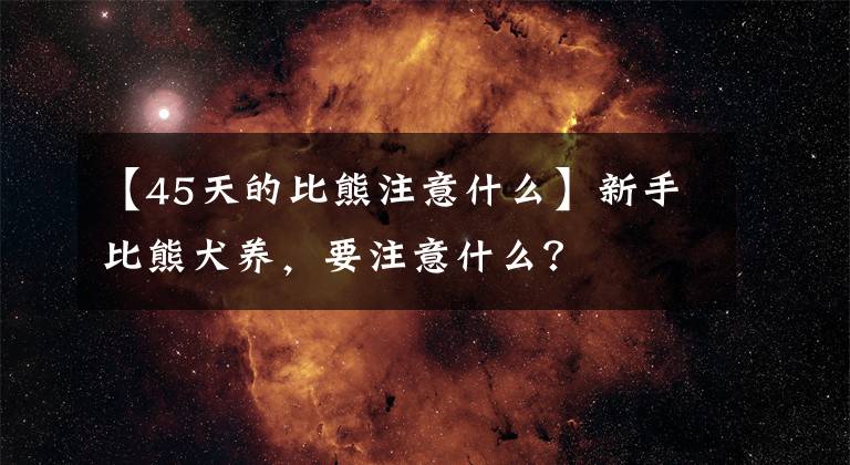 【45天的比熊注意什么】新手比熊犬养，要注意什么？文章配图