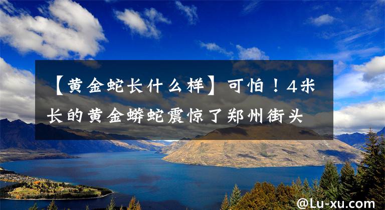 【黄金蛇长什么样】可怕！4米长的黄金蟒蛇震惊了郑州街头！市民们以为是管子文章配图