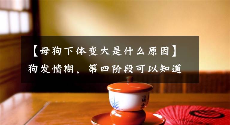 【母狗下体变大是什么原因】狗发情期，第四阶段可以知道狗是否发情和怀孕文章配图