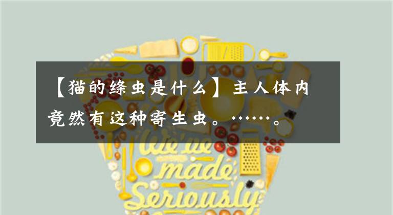 【猫的绦虫是什么】主人体内竟然有这种寄生虫。……。文章配图