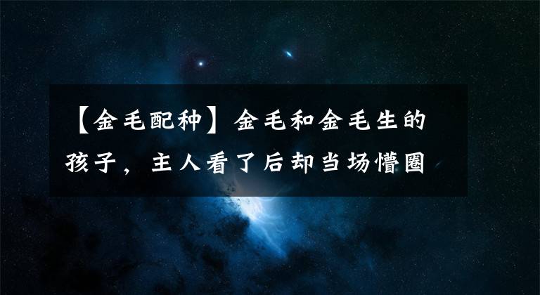 【金毛配种】金毛和金毛生的孩子，主人看了后却当场懵圈了