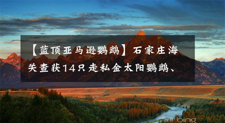 【蓝顶亚马逊鹦鹉】石家庄海关查获14只走私金太阳鹦鹉、和尚鹦鹉等 走私者或将面临10年以上刑期