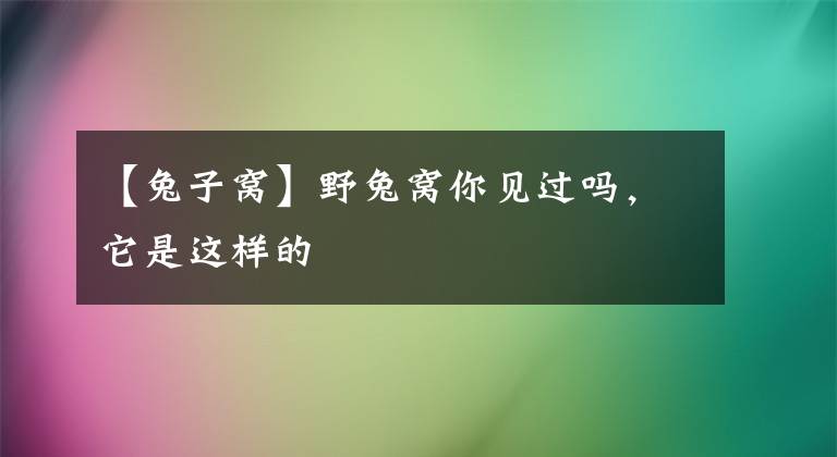 【兔子窝】野兔窝你见过吗，它是这样的