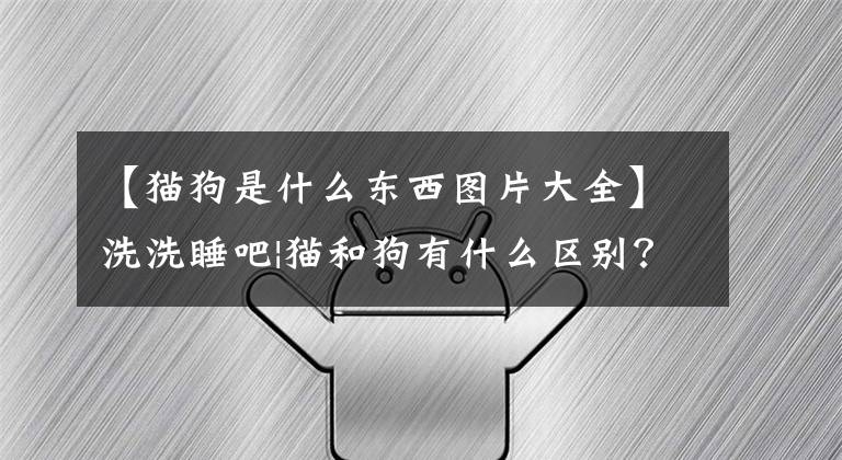 【猫狗是什么东西图片大全】洗洗睡吧|猫和狗有什么区别？文章配图
