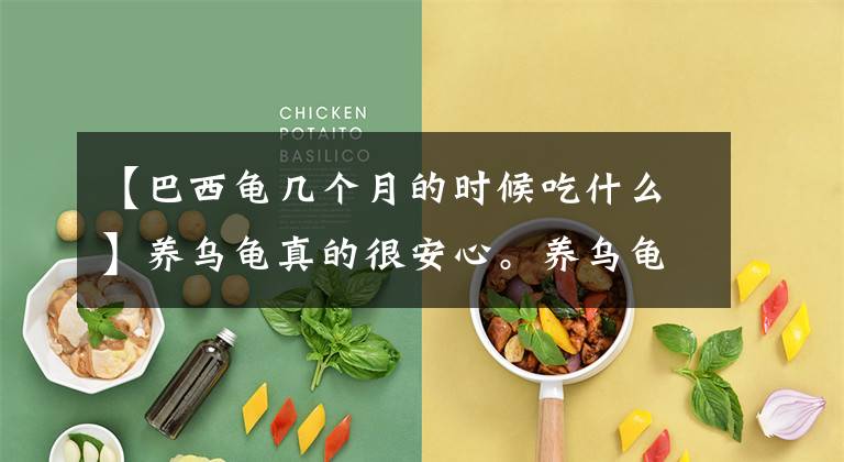 【巴西龟几个月的时候吃什么】养乌龟真的很安心。养乌龟有什么注意事项吗？文章配图