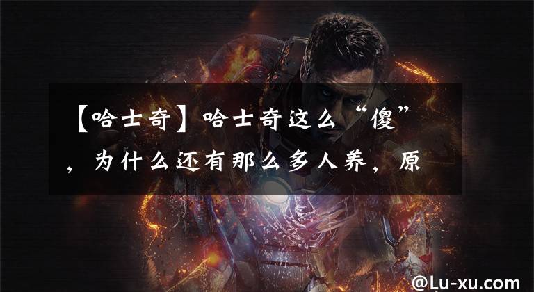 【哈士奇】哈士奇这么“傻”，为什么还有那么多人养，原因是这5点文章配图