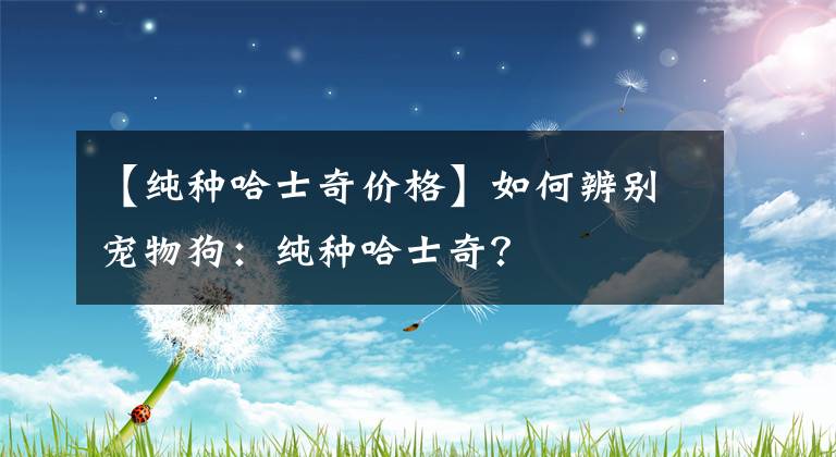 【纯种哈士奇价格】如何辨别宠物狗：纯种哈士奇？