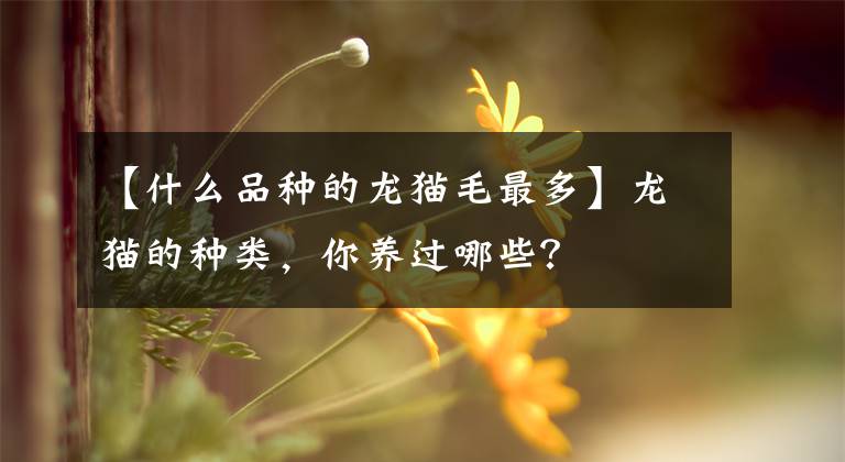 【什么品种的龙猫毛最多】龙猫的种类，你养过哪些？文章配图
