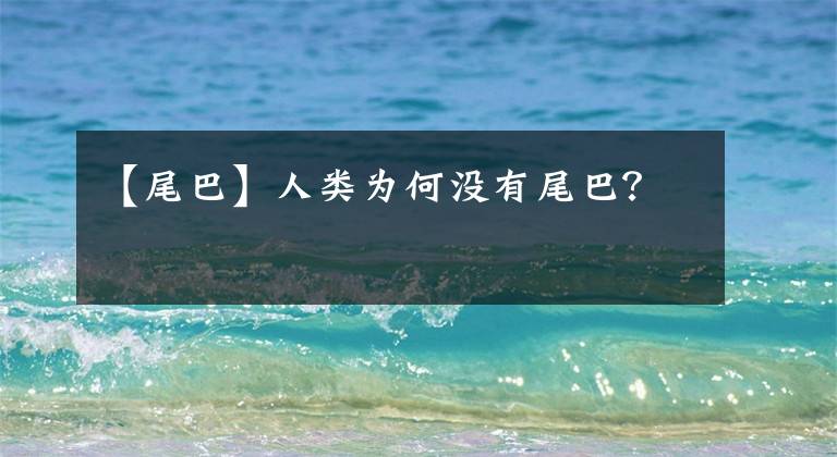 【尾巴】人类为何没有尾巴？