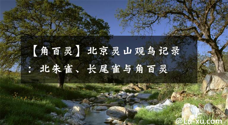 【角百灵】北京灵山观鸟记录：北朱雀、长尾雀与角百灵
