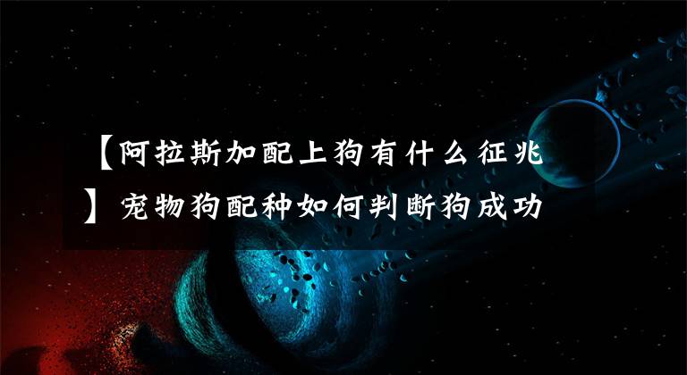 【阿拉斯加配上狗有什么征兆】宠物狗配种如何判断狗成功交配？文章配图