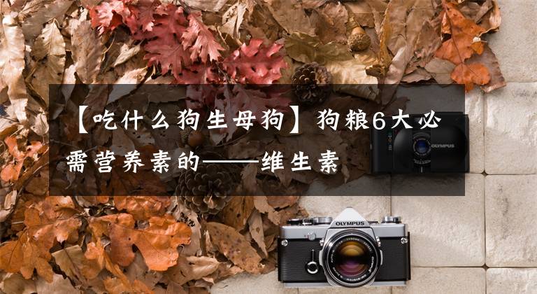 【吃什么狗生母狗】狗粮6大必需营养素的——维生素文章配图