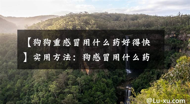【狗狗重感冒用什么药好得快】实用方法：狗感冒用什么药最有效？狗感冒吃什么药能最快恢复？文章配图