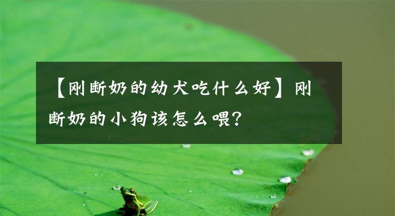 【刚断奶的幼犬吃什么好】刚断奶的小狗该怎么喂？文章配图