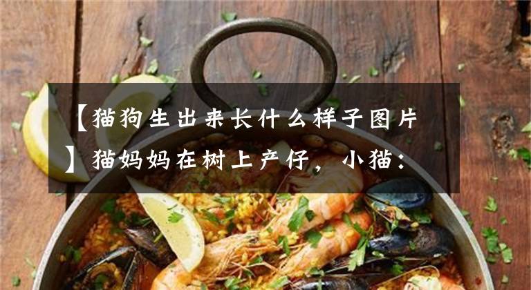 【猫狗生出来长什么样子图片】猫妈妈在树上产仔，小猫：从出生开始就上天了。文章配图