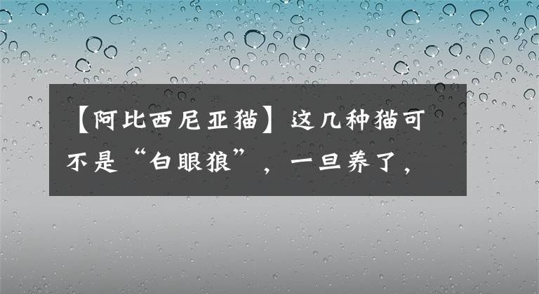 【阿比西尼亚猫】这几种猫可不是“白眼狼”，一旦养了，余生心里只有你