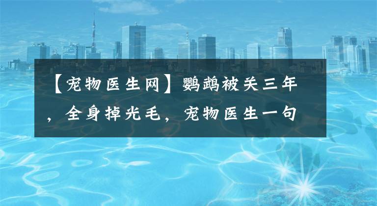 【宠物医生网】鹦鹉被关三年，全身掉光毛，宠物医生一句话，主人如获珍宝