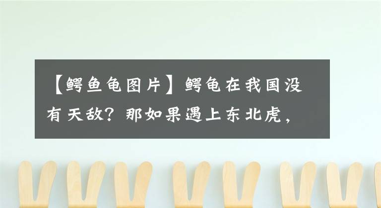 【鳄鱼龟图片】鳄龟在我国没有天敌？那如果遇上东北虎，两者谁胜谁负