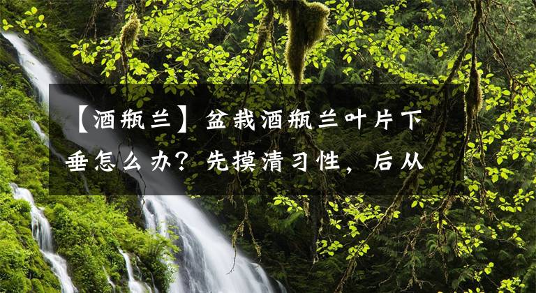 【酒瓶兰】盆栽酒瓶兰叶片下垂怎么办？先摸清习性，后从3方面对症下药