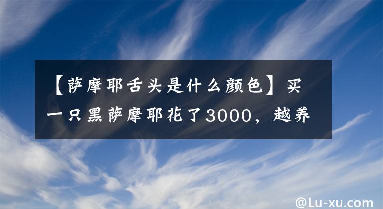 【萨摩耶舌头是什么颜色】买一只黑萨摩耶花了3000，越养越奇怪。是真的黑思慕吗？文章配图
