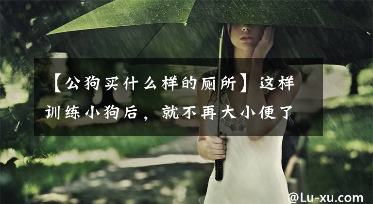 【公狗买什么样的厕所】这样训练小狗后，就不再大小便了。文章配图